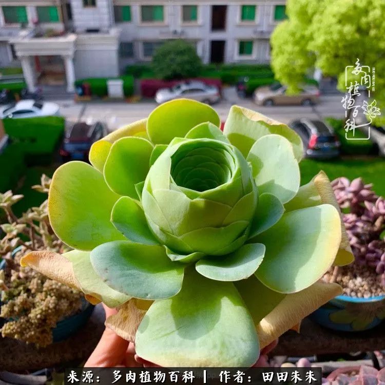 山地玫瑰爆侧芽要怎样养护,适合新手养的山地玫瑰