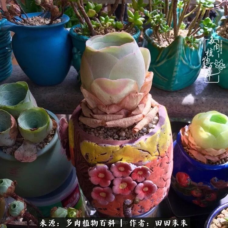 山地玫瑰爆侧芽要怎样养护,适合新手养的山地玫瑰