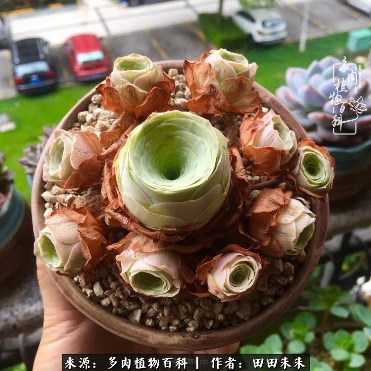 山地玫瑰爆侧芽要怎样养护,适合新手养的山地玫瑰