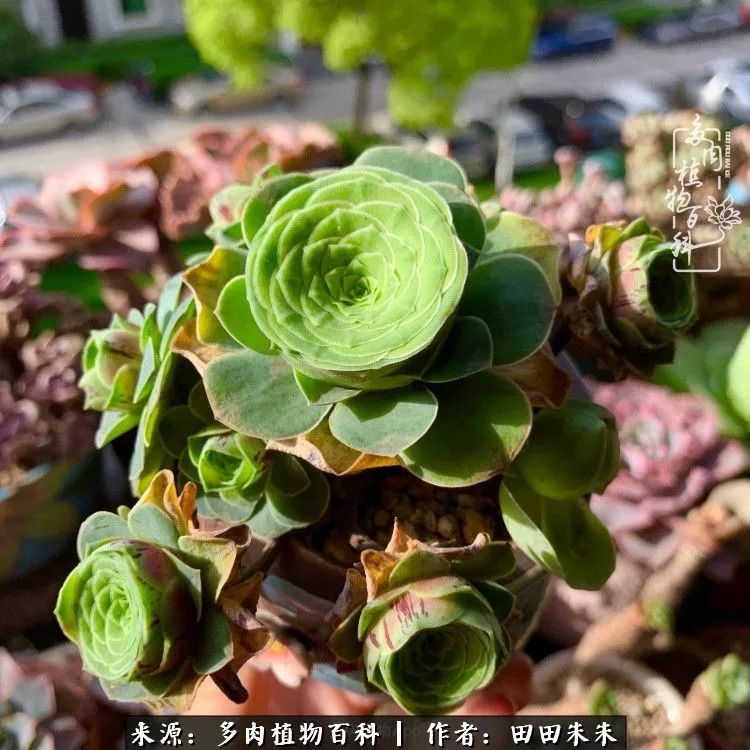 山地玫瑰爆侧芽要怎样养护,适合新手养的山地玫瑰