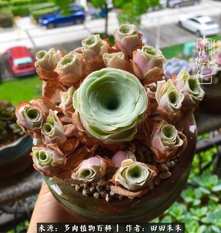 山地玫瑰爆侧芽要怎样养护,适合新手养的山地玫瑰