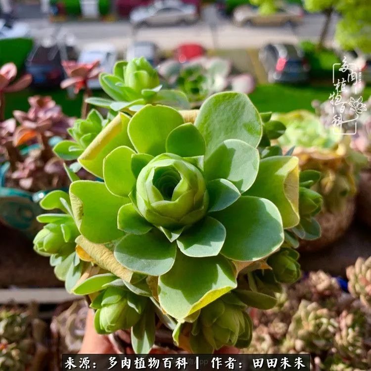 山地玫瑰爆侧芽要怎样养护,适合新手养的山地玫瑰