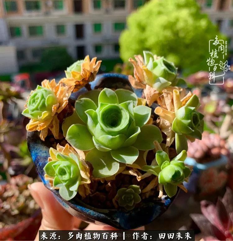 山地玫瑰爆侧芽要怎样养护,适合新手养的山地玫瑰