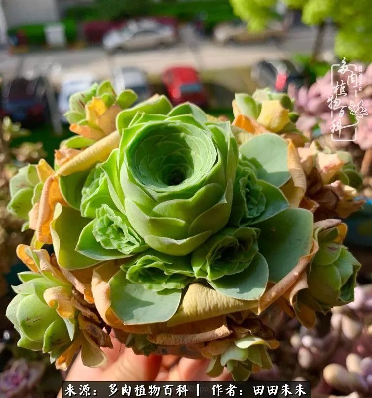 山地玫瑰爆侧芽要怎样养护,适合新手养的山地玫瑰