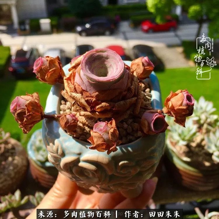 山地玫瑰爆侧芽要怎样养护,适合新手养的山地玫瑰