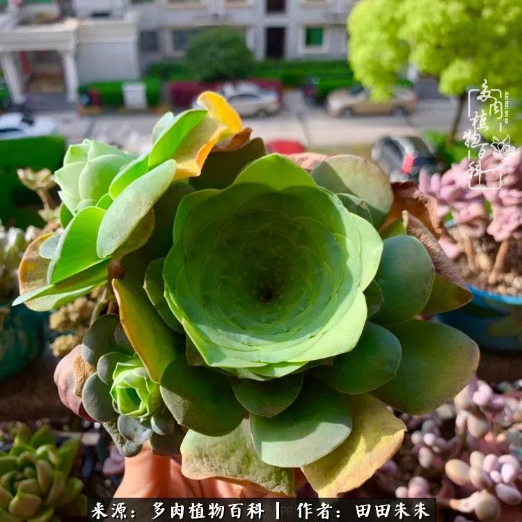 山地玫瑰爆侧芽要怎样养护,适合新手养的山地玫瑰