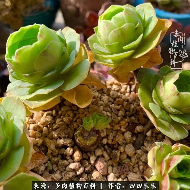 山地玫瑰爆侧芽要怎样养护,适合新手养的山地玫瑰