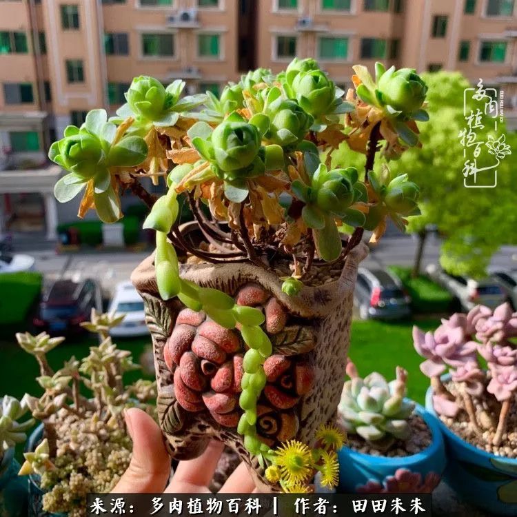 山地玫瑰爆侧芽要怎样养护,适合新手养的山地玫瑰