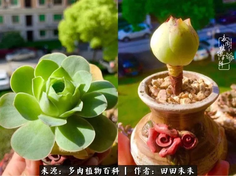 山地玫瑰爆侧芽要怎样养护,适合新手养的山地玫瑰