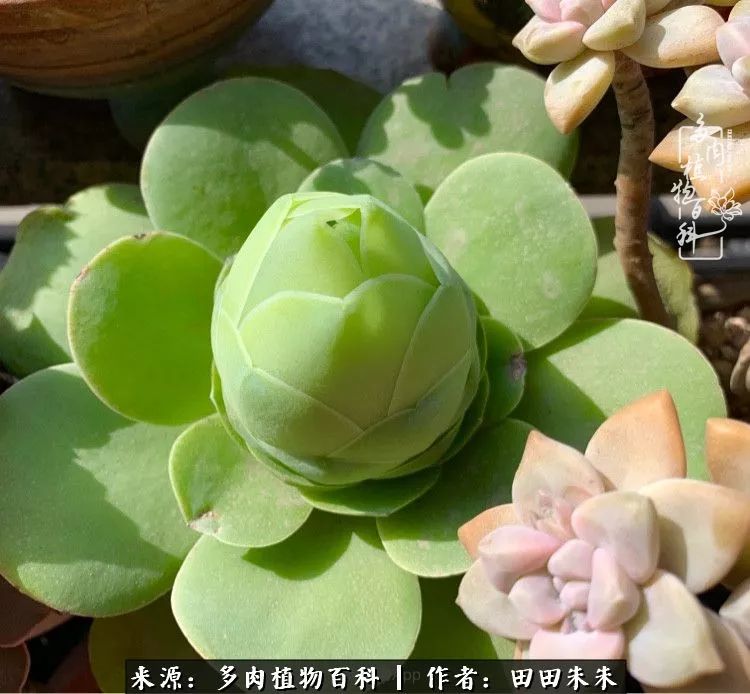 山地玫瑰爆侧芽要怎样养护,适合新手养的山地玫瑰