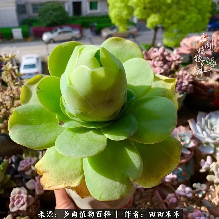 山地玫瑰爆侧芽要怎样养护,适合新手养的山地玫瑰