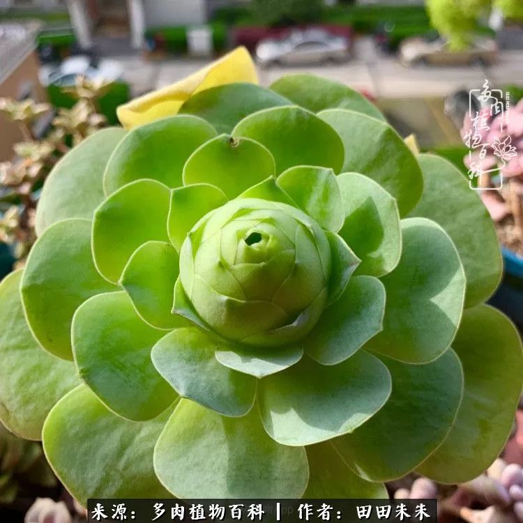 山地玫瑰爆侧芽要怎样养护,适合新手养的山地玫瑰