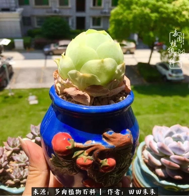 山地玫瑰爆侧芽要怎样养护,适合新手养的山地玫瑰