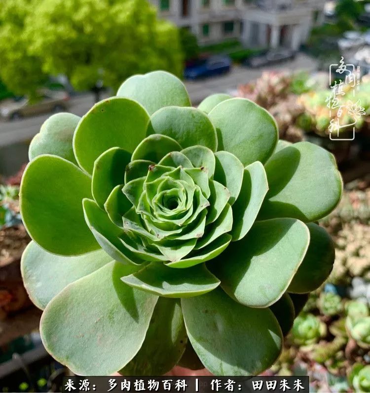 山地玫瑰爆侧芽要怎样养护,适合新手养的山地玫瑰