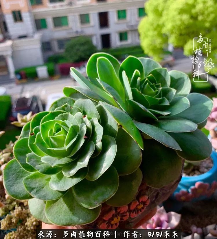 山地玫瑰爆侧芽要怎样养护,适合新手养的山地玫瑰