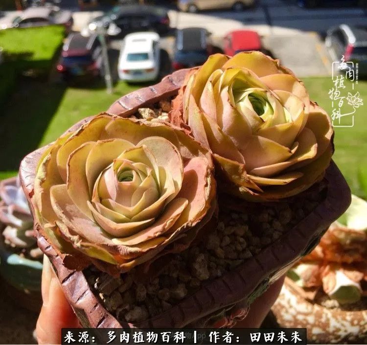 山地玫瑰爆侧芽要怎样养护,适合新手养的山地玫瑰