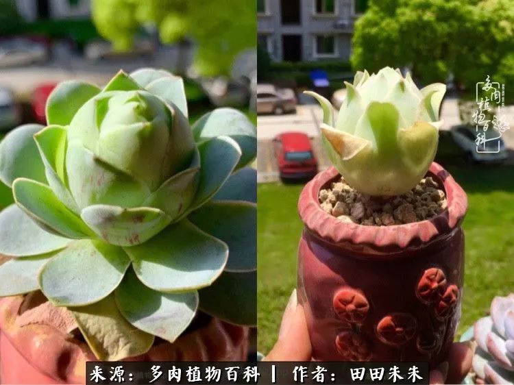 山地玫瑰爆侧芽要怎样养护,适合新手养的山地玫瑰