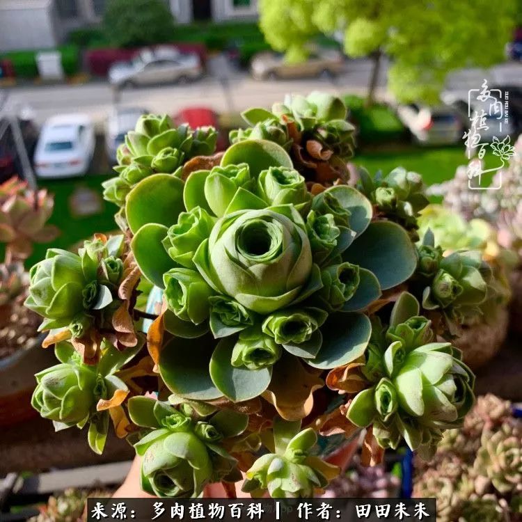 山地玫瑰爆侧芽要怎样养护,适合新手养的山地玫瑰