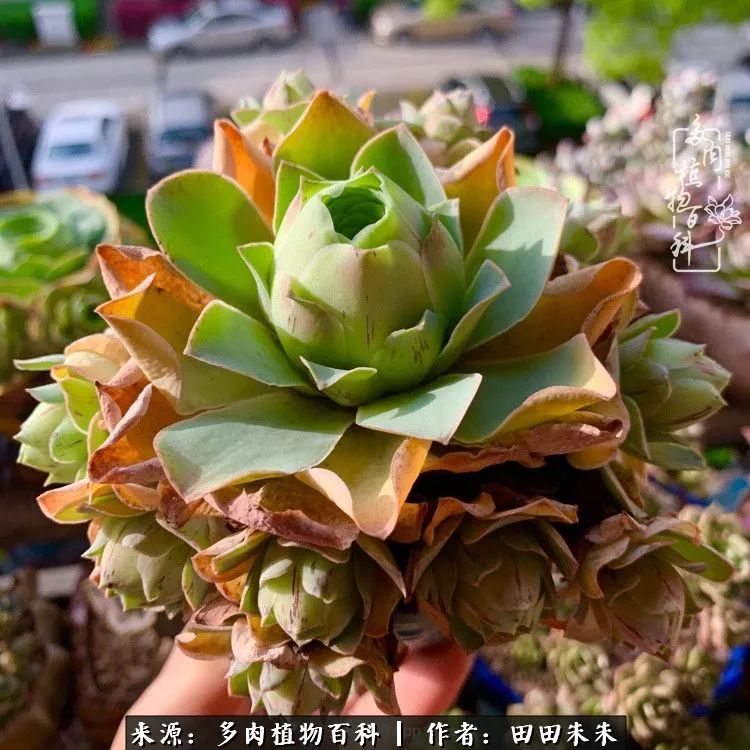 山地玫瑰爆侧芽要怎样养护,适合新手养的山地玫瑰