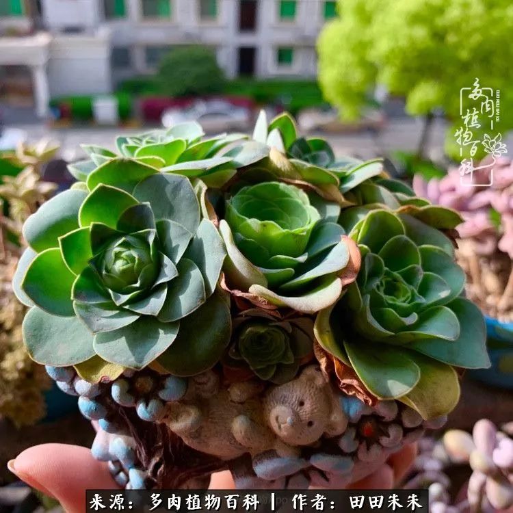 山地玫瑰爆侧芽要怎样养护,适合新手养的山地玫瑰