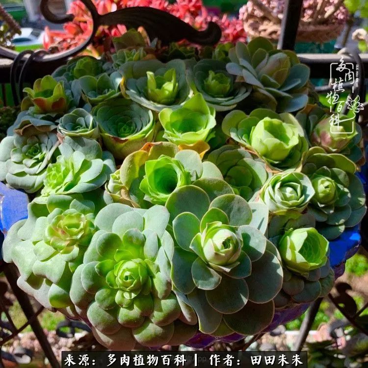 山地玫瑰爆侧芽要怎样养护,适合新手养的山地玫瑰