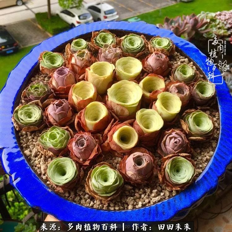 山地玫瑰爆侧芽要怎样养护,适合新手养的山地玫瑰