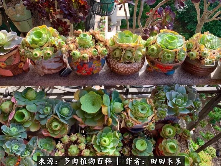 山地玫瑰爆侧芽要怎样养护,适合新手养的山地玫瑰