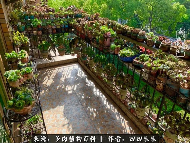 山地玫瑰爆侧芽要怎样养护,适合新手养的山地玫瑰