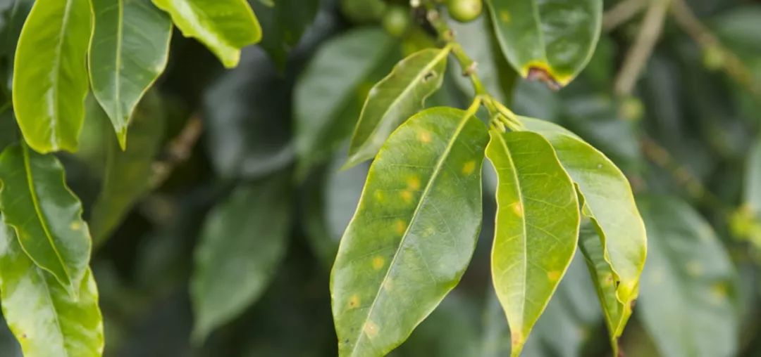 高成本，低价格正在扼杀秘鲁的有机咖啡产业