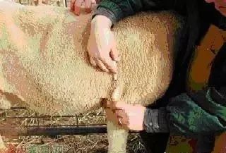 给羊打针视频教程快速,羊正确打针在哪儿打