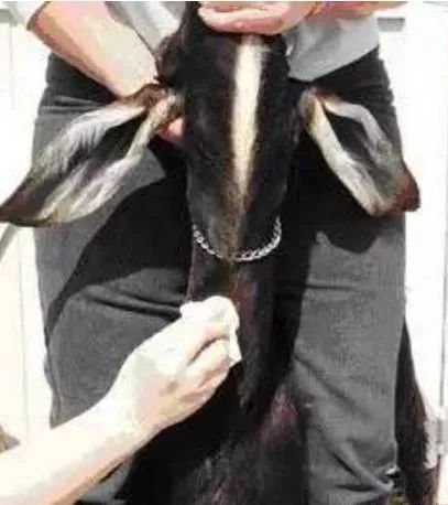 给羊打针视频教程快速,羊正确打针在哪儿打