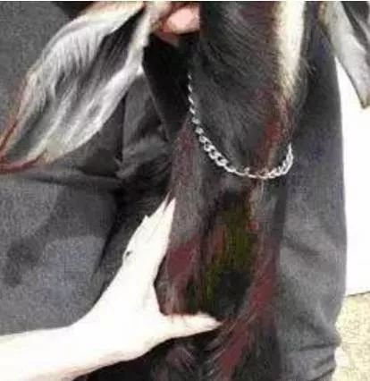 给羊打针视频教程快速,羊正确打针在哪儿打