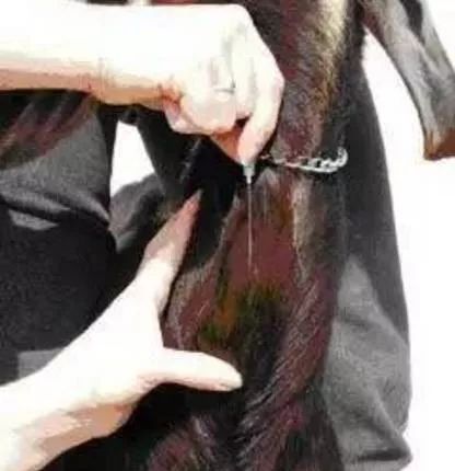 给羊打针视频教程快速,羊正确打针在哪儿打