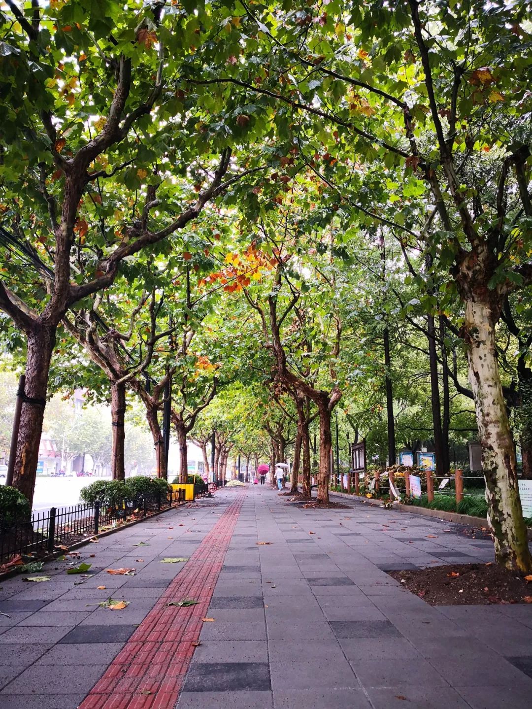 美美哒景观路,美美哒一道绚丽的风景线