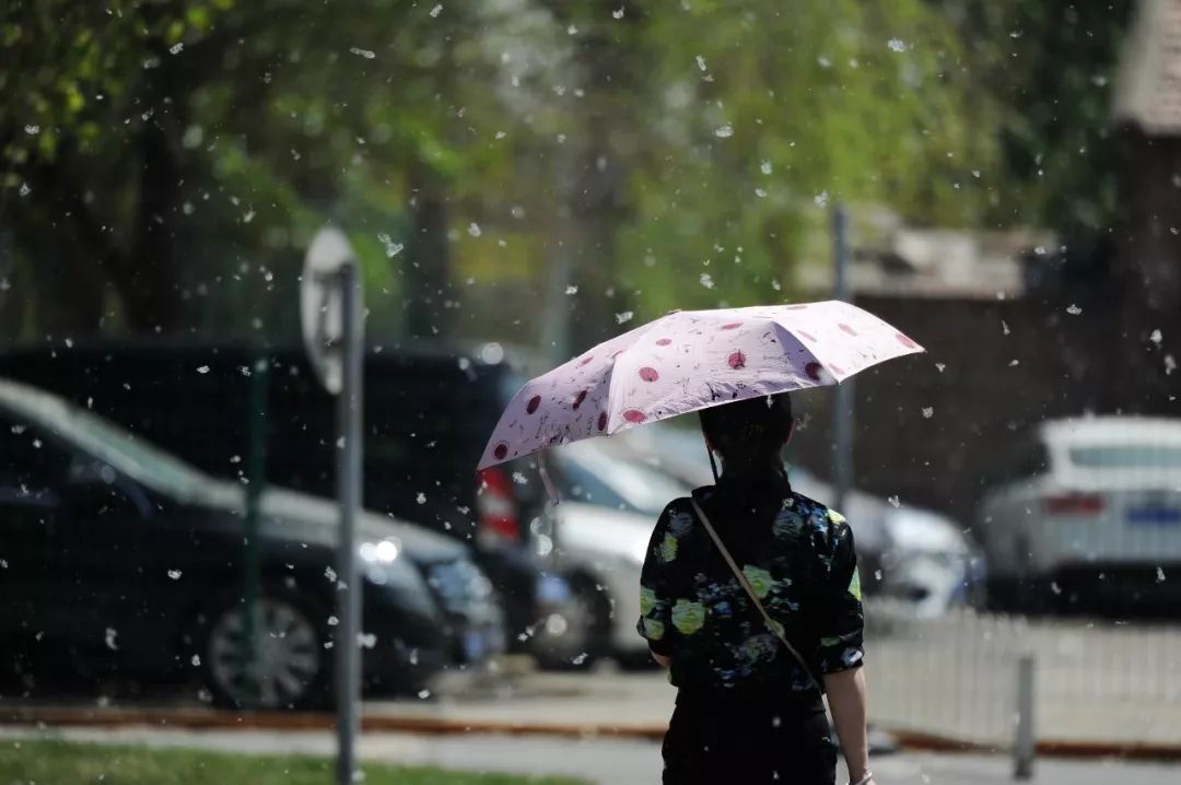 又到了和飞絮缠斗的季节