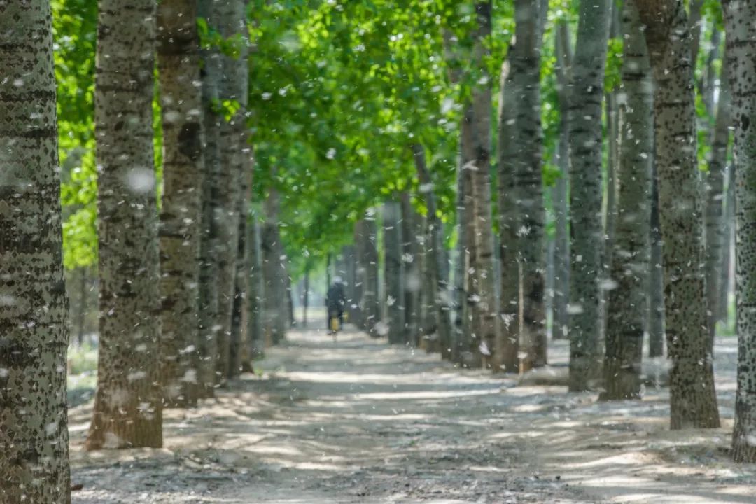 又到了和飞絮缠斗的季节