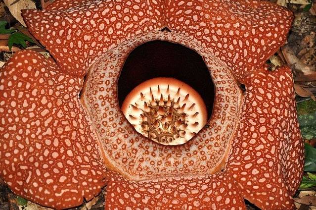 亚庇回国攻略,亚庇可以怎么逛