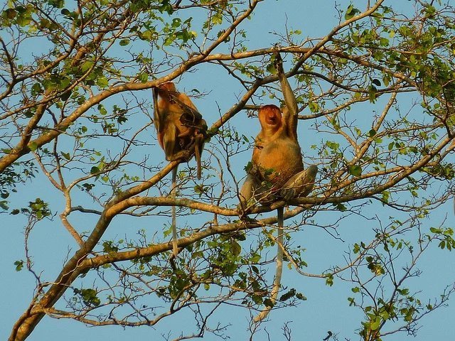 亚庇回国攻略,亚庇可以怎么逛
