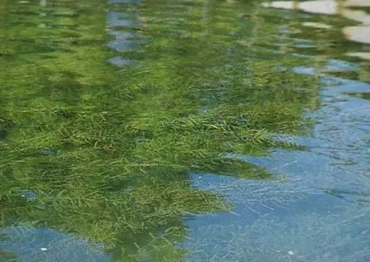 养蟹难吗,养蟹水草