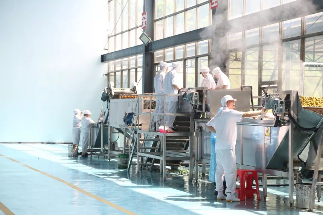 青梅车间,荔波青梅精