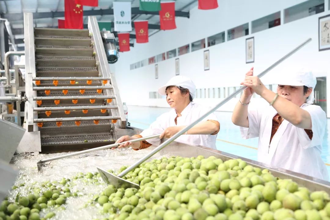 青梅车间,荔波青梅精