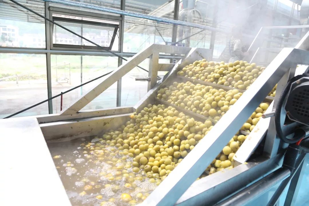 青梅车间,荔波青梅精