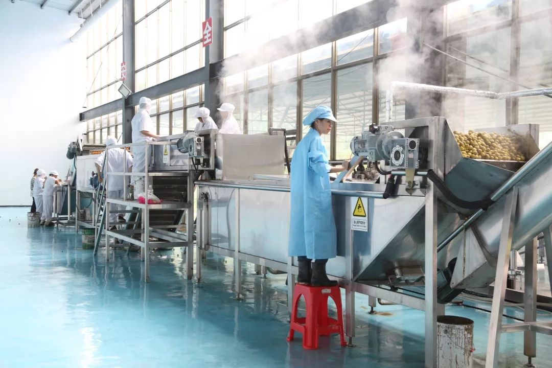 青梅车间,荔波青梅精