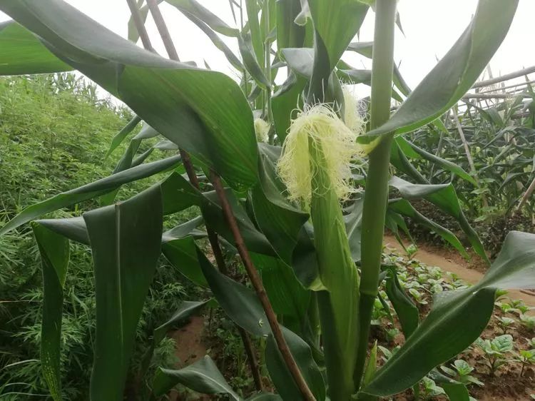 肇庆砚洲岛游记,肇庆自驾一日游砚洲岛