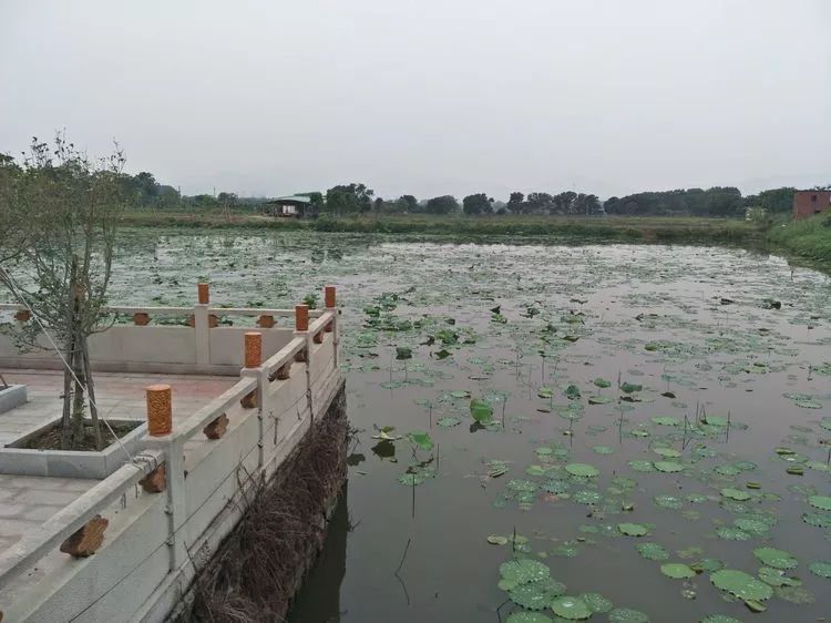 肇庆砚洲岛游记,肇庆自驾一日游砚洲岛