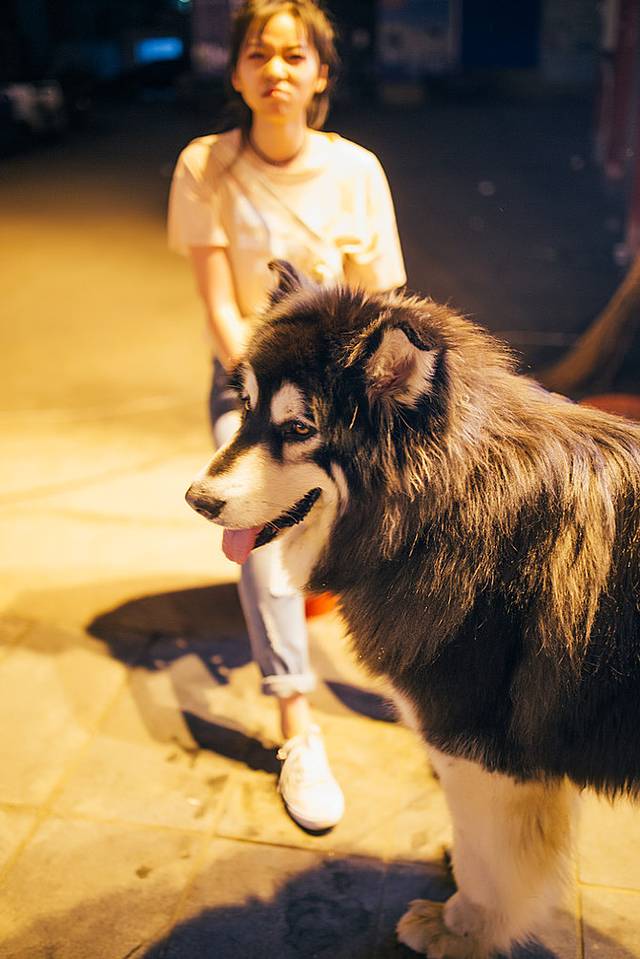 十月呼伦贝尔草原旅游攻略,自由行呼伦贝尔草原攻略