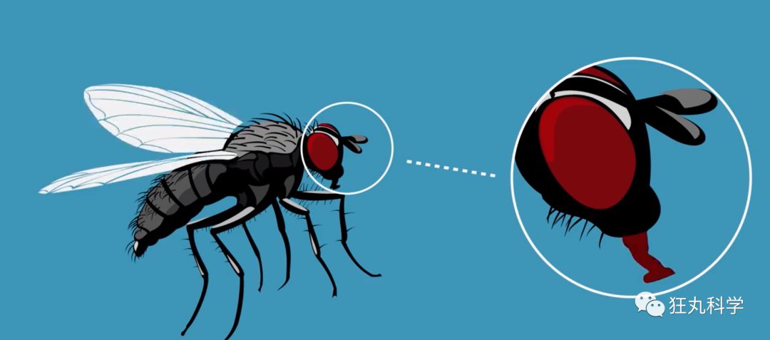 苍蝇落在食物上,小苍蝇飞过的食物还能吃吗