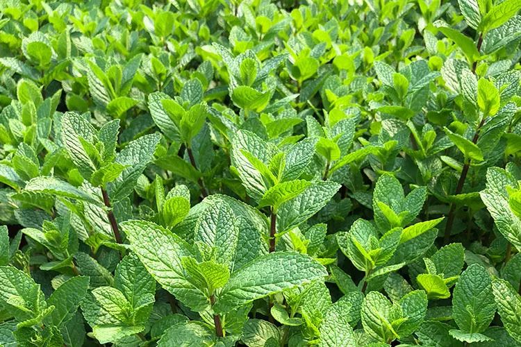 泰国驱蚊青草膏,驱蚊神器第一名青草膏