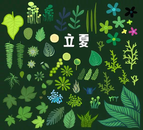 今日立夏愿我们都如夏花般绚烂,今日立夏愿我生如夏花