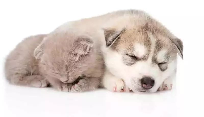 哈士奇饲养指南防拆家必备手册,哈士奇饲养指南